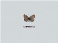 藏品(小灰蝶科)的圖片